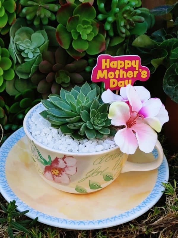 Succulent in Vintage Tea Cup