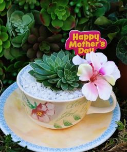 Succulent in Vintage Tea Cup