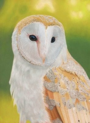 Barn Owl Limited Edition Print