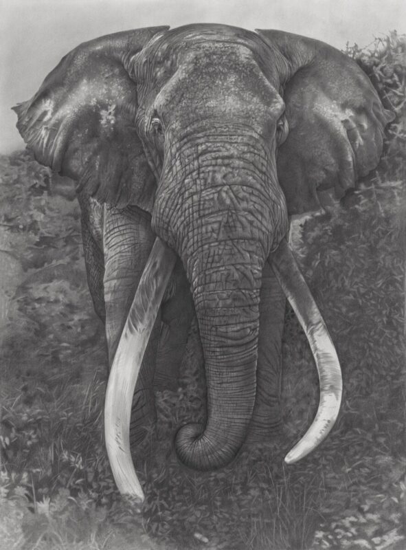 Detailed pencil drawing of an elephant with long curved tusks, standing in a natural setting with foliage in the background.