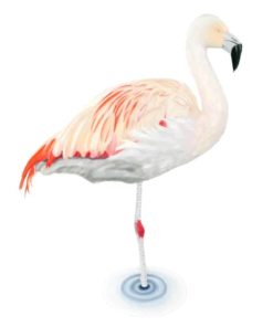 Flamingo Limited Edition Print