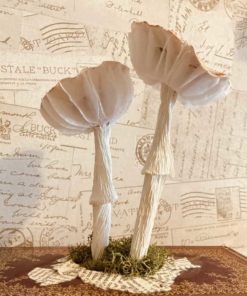 Flat topped mushroom in Colette
