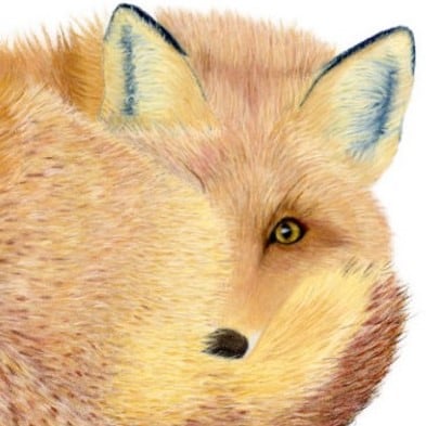 Fox-giclee-print-alan-taylor-art