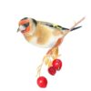 Goldfinch Limited Edition Print