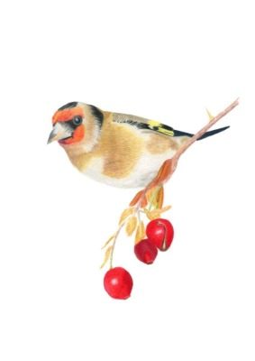 Goldfinch Limited Edition Print