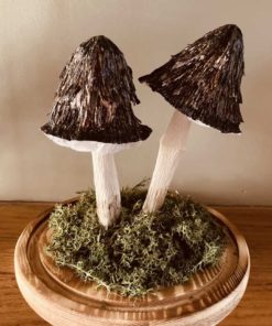Hairy paper mushrooms