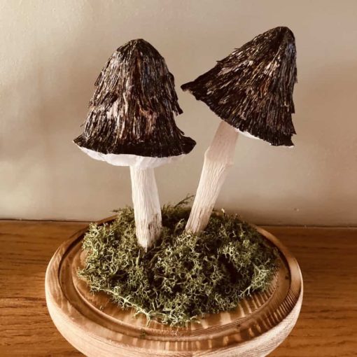 Hairy paper mushrooms