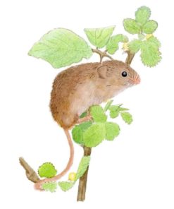Harvest Mouse Giclee Print