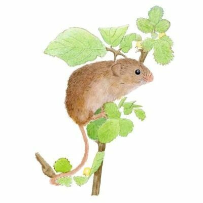 Harvest Mouse Giclee Print