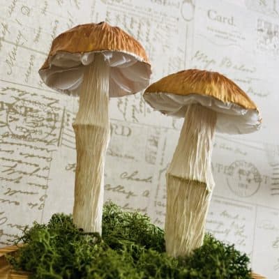 Paper Chestnut Mushrooms
