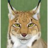 Lynx giclee print by Alan Taylor Art