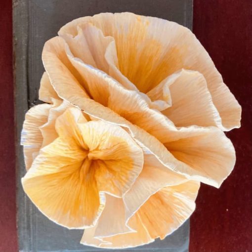 Paper Oyster Mushroom