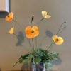 Paper Welsh Poppies