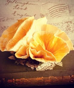 Paper Yellow Oyster Mushroom