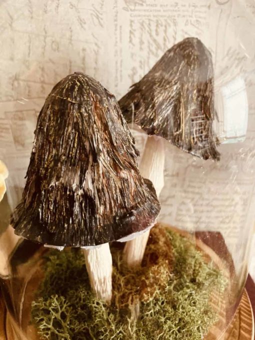 Paper hairy Mushroom