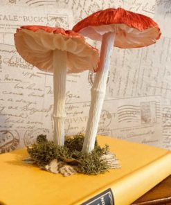 Red Flat Paper Mushrooms