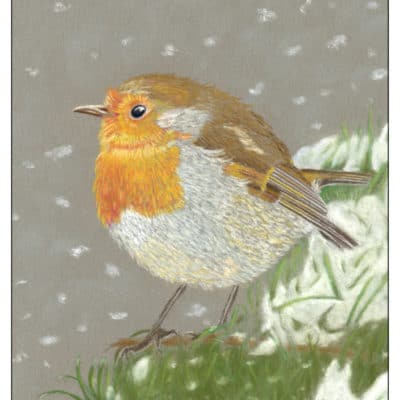 Robin Redbreast christmas cards by Alan Taylor Art