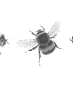 Three Bees Art Print