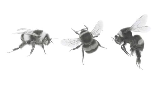 Three Bees Art Print
