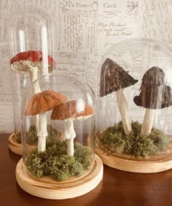 Three Varieties of Paper mushrooms in glass domes