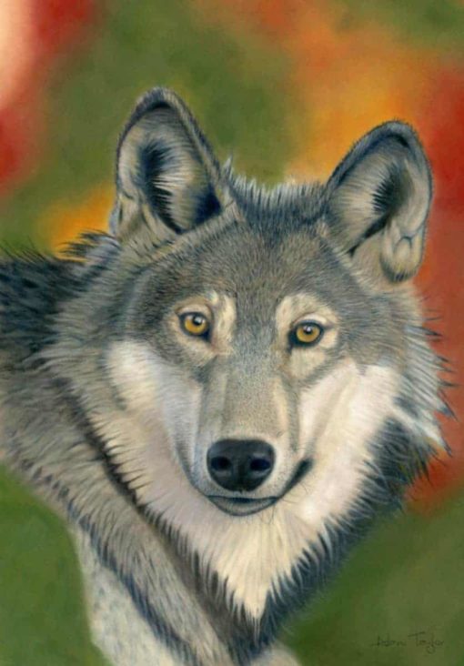 Wolf giclee print by Alan Taylor Art
