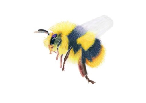 Bee giclee print by Alan Taylor Art
