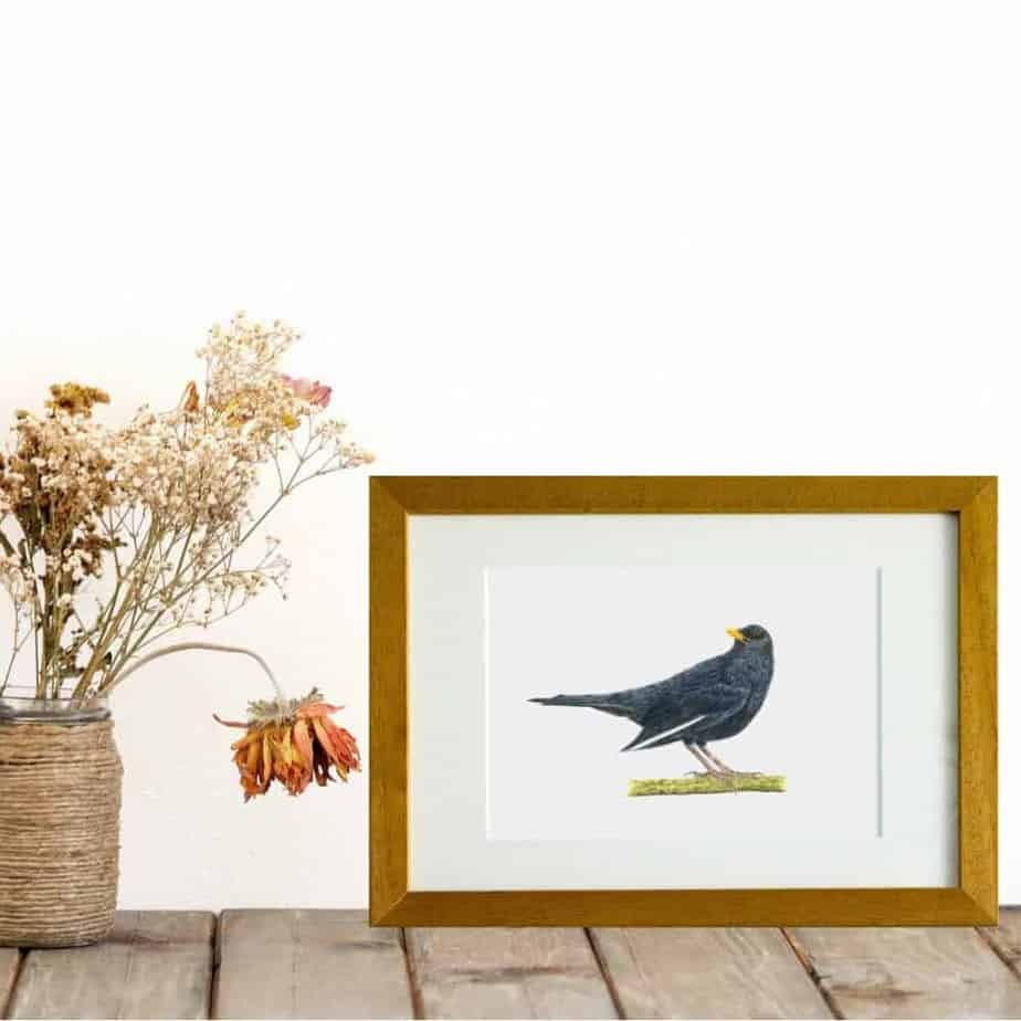 Blackbird giclee print by Alan Taylor Art