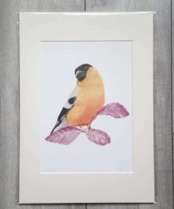 Bullfinch giclee print by Alan Taylor Art