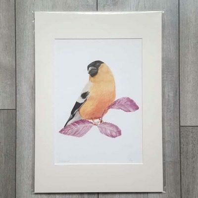 Bullfinch giclee print by Alan Taylor Art