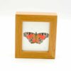Butterfly miniature box framed art by Alan Taylor Art