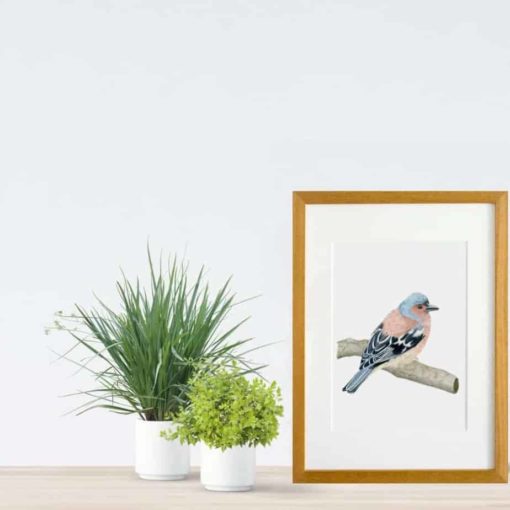 Chaffinch giclee print by Alan Taylor Art