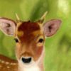 Deer giclee print by Alan Taylor Art