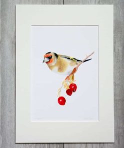 Goldfinch giclee print by Alan Taylor Art