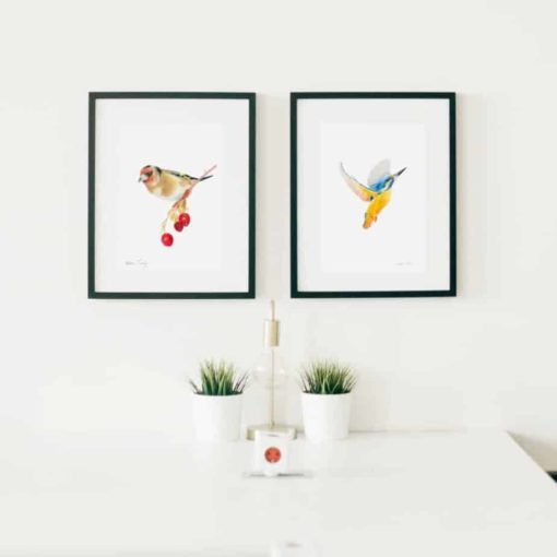 Limited Edition Print Collection Goldfinch and kingfisher mounted giclee print collection by Alan Taylor Art