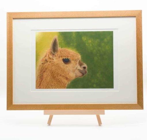 Alpaca giclee print by Alan Taylor Art