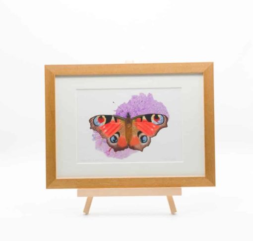 Butterfly giclee print by Alan Taylor Art