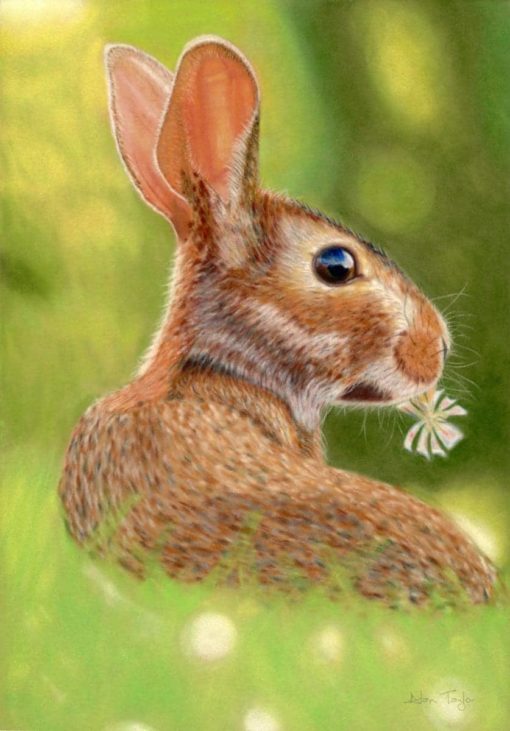 Rabbit giclee print by Alan Taylor Art