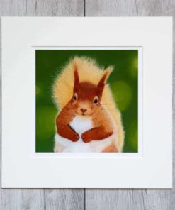 Squirrel giclee print by Alan Taylor Art