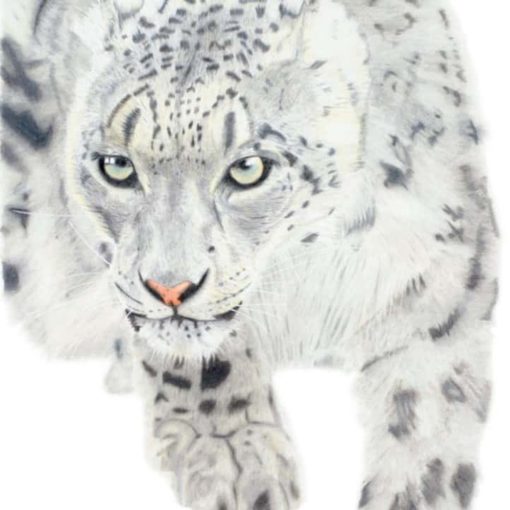 snow-leopard-giclee-print-alan-taylor-art (2)