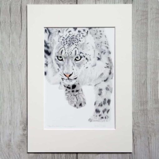 Snow Leopard giclee print by Alan Taylor Art