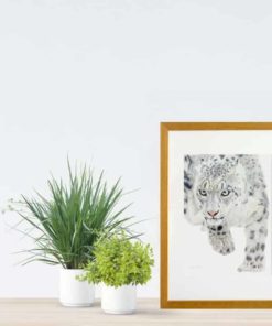 Snow Leopard giclee print by Alan Taylor Art
