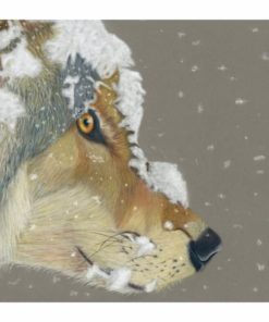Snow Wolf giclee print by Alan Taylor Art