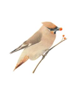 Waxwing giclee print by Alan Taylor Art