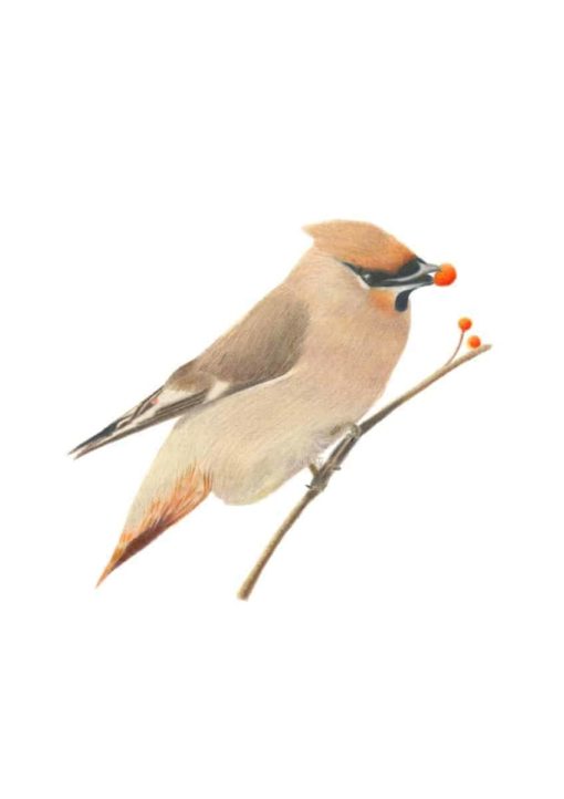 Waxwing giclee print by Alan Taylor Art