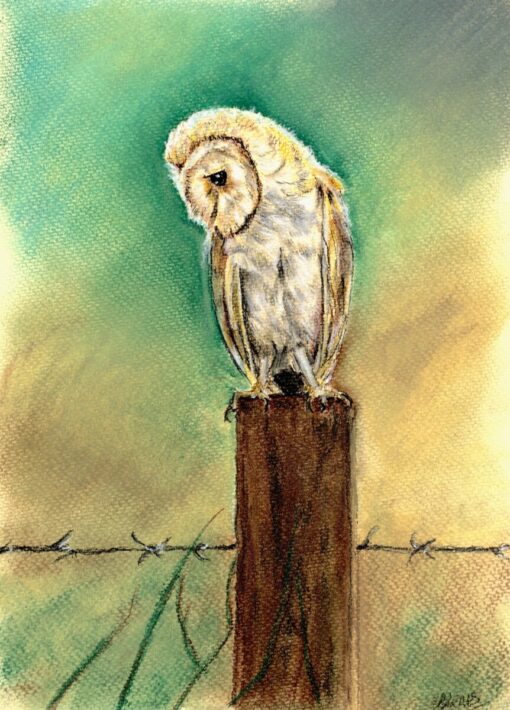 Drawing of a barn owl perched on a wooden post, with a backdrop of barbed wire and a blurred, green and yellow background.