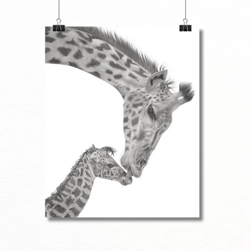 Black and white drawing of a mother giraffe nuzzling her baby, suspended by clips against a plain white background.