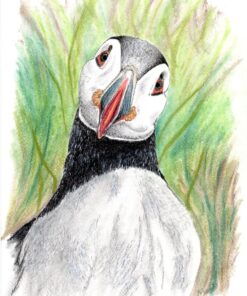 Illustration of a puffin with a tilted head, set against a background of green and yellow foliage.