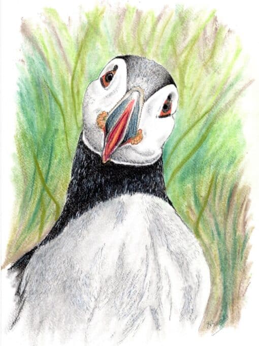 Illustration of a puffin with a tilted head, set against a background of green and yellow foliage.