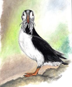 Drawing of an Atlantic Puffin standing on a rock with fish in its beak, set against a soft, blurred green and brown background.