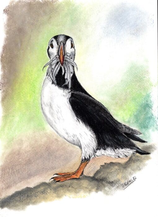 Drawing of an Atlantic Puffin standing on a rock with fish in its beak, set against a soft, blurred green and brown background.